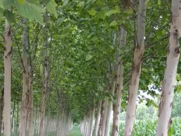 法桐苗木種植注意事項有哪些？